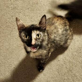 Domestic Short Hair Cats Available for Adoption in Richmond, Virginia - Blue Ribbon | PetCurious