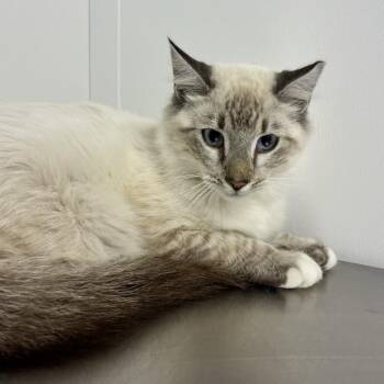 Sam I Am -  Domestic Medium Hair and Siamese Cat for Adoption in Hattiesburg, Mississippi - Sam I Am | PetCurious