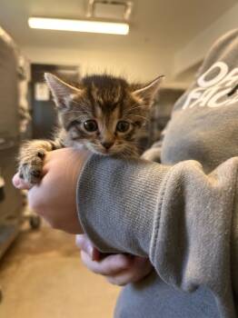 Rescue Domestic Short Hair Cats for Adoption in Minot, North Dakota - Boink | PetCurious