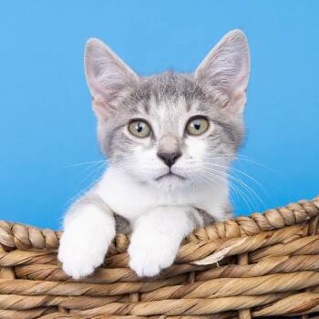 Sprinkler -  American Shorthair Cat for Adoption in Franklin, Tennessee - Sprinkler | PetCurious