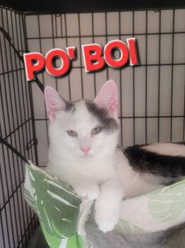 Rescue Domestic Short Hair Cats for Adoption in Rome, Georgia - Po' Boi | PetCurious