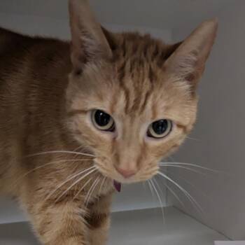 Gracie -  Domestic Short Hair Cat for Adoption in Jeffersonville, Indiana - Gracie | PetCurious