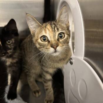 Rescue Domestic Short Hair Cats for Adoption in Evanston, Illinois - Cauliflower | PetCurious