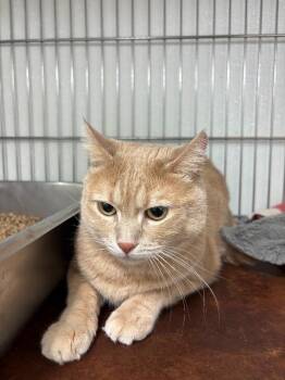 Thomas -  Domestic Short Hair Cat for Adoption in Rock Springs, Wyoming - Thomas | PetCurious