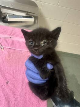 Rescue Domestic Short Hair Cats for Adoption in Raleigh, North Carolina - Festive | PetCurious