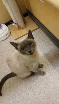 Siamese Cats Available for Adoption - Faye | PetCurious