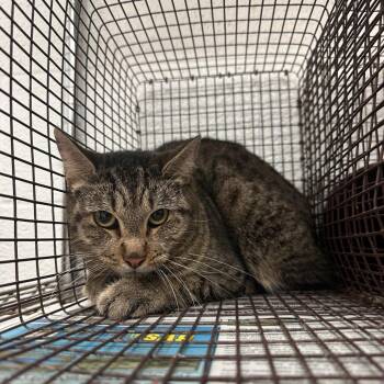 Domestic Short Hair Cats Available for Adoption in Edinburg, Texas - Freckles (1) | PetCurious