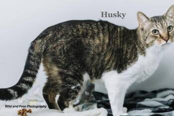 Husky -  Domestic Short Hair and Tabby Cat for Adoption in Morehead, Kentucky - Husky | PetCurious