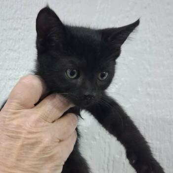 Louis -  Domestic Short Hair Cat for Adoption in Lakewood, Colorado - Louis | PetCurious