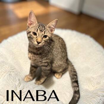 Inaba -  Tabby and Domestic Short Hair Cat for Adoption in Dallas, Texas - Inaba | PetCurious