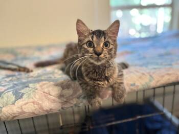Rescue Domestic Medium Hair Cats for Adoption in Pittsboro, North Carolina - Jade 2 | PetCurious