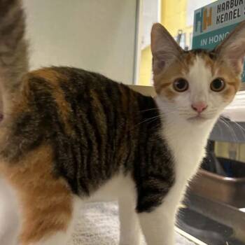 Brightheart -  Domestic Short Hair Cat for Adoption in West Olive, Michigan - Brightheart | PetCurious