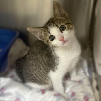 Stark- 52006 -  Domestic Short Hair Cat for Adoption in Columbia, Maryland - Stark- 52006 | PetCurious