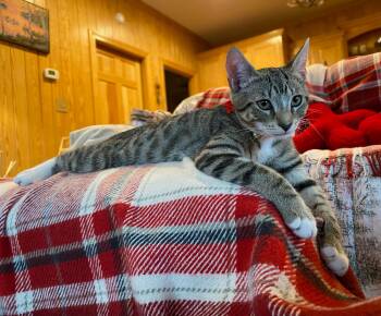 Domestic Short Hair Cats Available for Adoption - Chesnut (and Ollie) | PetCurious