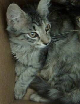 ALICE -  Domestic Medium Hair Cat for Adoption in Dallas, Texas - ALICE | PetCurious
