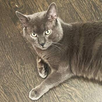 Domestic Short Hair Cats Available for Adoption - Podcast, The Plush, People-oriented Pal You