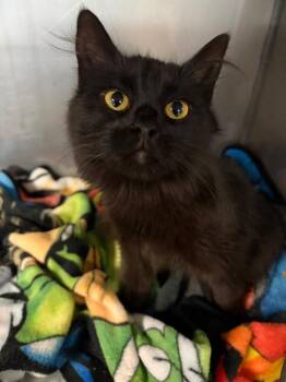 Domestic Long Hair Cats Available for Adoption in Huntington, Indiana - Shasta | PetCurious