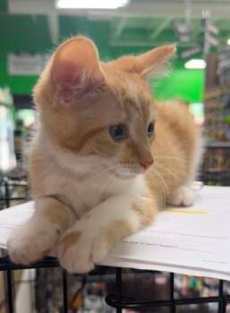 Nitro -  Domestic Short Hair Cat for Adoption in Battle Creek, Michigan - Nitro | PetCurious