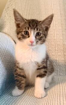Curtis and Brisco: adoption pending -  Domestic Short Hair Cat for Adoption in New York, New York - Curtis And Brisco: Adoption Pending | PetCurious