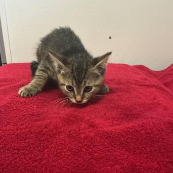 Morticia -  Domestic Short Hair Cat for Adoption in Spruce Pine, North Carolina - Morticia | PetCurious