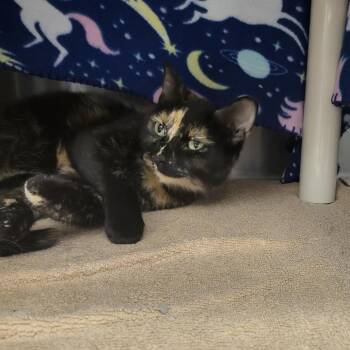 Inky -  Domestic Short Hair and Mixed Breed Cat for Adoption in Fort Wayne, Indiana - Inky | PetCurious
