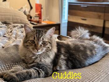 Cuddles...Beautiful, gentle, and waiting for someone to see her  -  Domestic Medium Hair Cat for Adoption in Murfreesboro, Tennessee - Cuddles...Beautiful, Gentle, And Waiting For Someone To See Her  | PetCurious