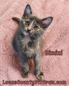 Bimini -  Dilute Tortoiseshell and Domestic Short Hair Cat for Adoption in Toledo, Ohio - Bimini | PetCurious