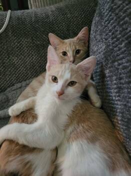 Lemony & Snicket -  Domestic Short Hair Cat for Adoption in Overland Park, Kansas - Lemony & Snicket | PetCurious