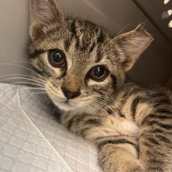 Rosie -  Domestic Short Hair Cat for Adoption in Marshall, Virginia - Rosie | PetCurious