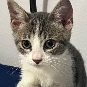Rescue Domestic Short Hair Cats for Adoption in Brea, California - Nina | PetCurious