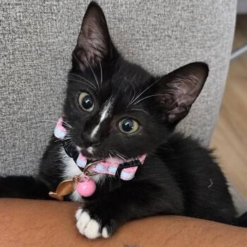 Spicy Noodle -  Domestic Short Hair Cat for Adoption in Tustin, California - Spicy Noodle | PetCurious