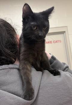 Domestic Short Hair Cats Available for Adoption - Demeter | PetCurious