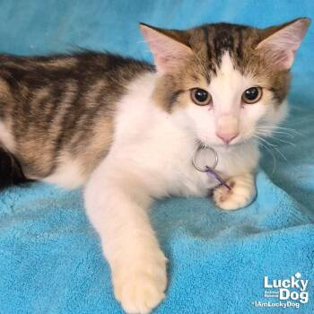 Domestic Long Hair and Tabby Cats Available for Adoption - Maximo | PetCurious