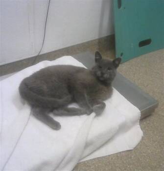 Domestic Medium Hair Cats Available for Adoption in Albuquerque, New Mexico - SWEETS | PetCurious