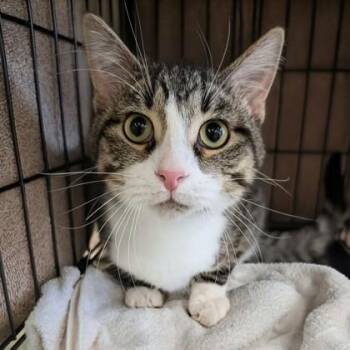 Domestic Short Hair Cats Available for Adoption in Dubuque, Iowa - Hudson | PetCurious