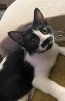 Stachey a Sweet Tiny Tuxedo - for Foster or Adoption -  Tuxedo Cat for Adoption in Metairie, Louisiana - Stachey A Sweet Tiny Tuxedo - For Foster Or Adoption | PetCurious