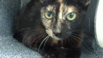 MIKA -  Domestic Medium Hair Cat for Adoption in Dallas, Texas - MIKA | PetCurious