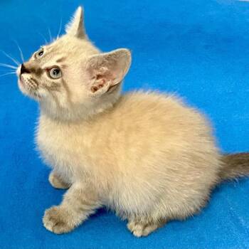Murray -  Siamese Cat for Adoption in Gastonia, North Carolina - Murray | PetCurious