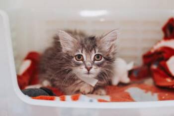 Domestic Medium Hair and Domestic Short Hair Cats Available for Adoption in North Charleston, South Carolina - 91811a Ghostie | PetCurious