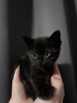 NEPTUNE -  Domestic Short Hair Cat for Adoption in Camarillo, California - NEPTUNE | PetCurious