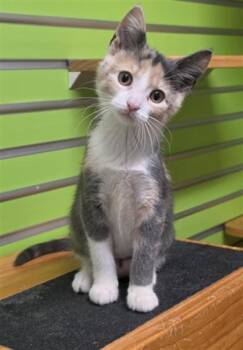 NOVA -  Domestic Short Hair Cat for Adoption in St. Peters, Missouri - NOVA | PetCurious