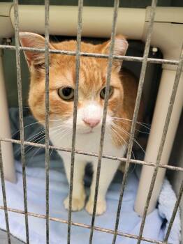 Domestic Short Hair Cats Available for Adoption in Morris, Minnesota - Ringo | PetCurious