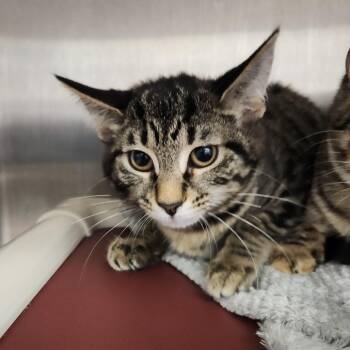 OSHA Violation -  Domestic Short Hair Cat for Adoption in Fort Wayne, Indiana - OSHA Violation | PetCurious