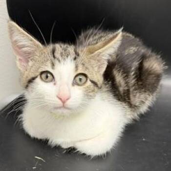 Cuyahoga -  Domestic Short Hair Cat for Adoption in Bryan, Ohio - Cuyahoga | PetCurious