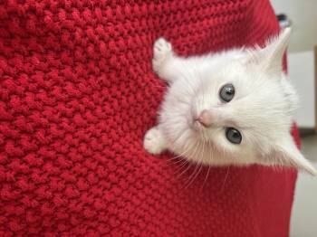Domestic Short Hair Cats Available for Adoption in Bethel Park, Pennsylvania - Gus | PetCurious