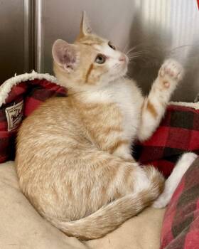 Almond -  Domestic Short Hair Cat for Adoption in Oakland, California - Almond | PetCurious