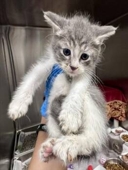 DABAOZI -  Domestic Short Hair Cat for Adoption in Derwood, Maryland - DABAOZI | PetCurious