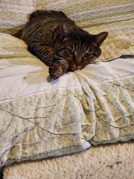 Brock Purdy -  Domestic Short Hair Cat for Adoption in Napa, California - Brock Purdy | PetCurious