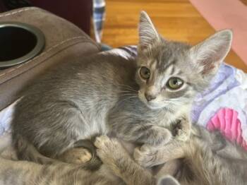 Rescue Domestic Short Hair Cats for Adoption in Knoxville, Tennessee - Pansy | PetCurious