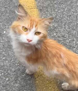 Rescue Domestic Long Hair Cats for Adoption in New York, New York - MANGO N - Lap Cat | PetCurious